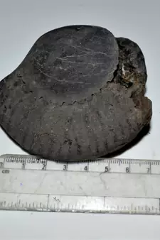 Nepal Gandaki River Original Shaligram Shila Idol Shri Vishnu For Tulsi Puja Stone Fossil In Size (Max: 7 CM) ID-301