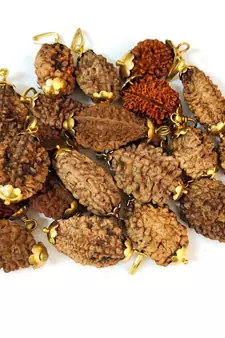 Original 3 Mukhi Nepali Rudraksha Gold Plated Pendant at Wholesale Rate Chakra Healing Three Face Bead Jewelry 1 Pcs