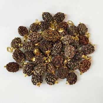 Original 4 Mukhi Nepali Rudraksha Gold Plated Pendant at Wholesale Rate Chakra Healing Four Faced Bead Jewelry 1 Pcs 3