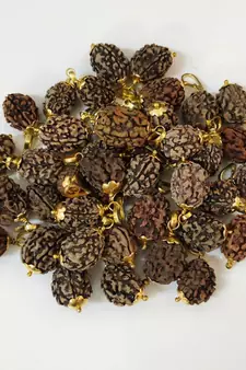 Original 4 Mukhi Nepali Rudraksha Gold Plated Pendant at Wholesale Rate Chakra Healing Four Faced Bead Jewelry 1 Pcs