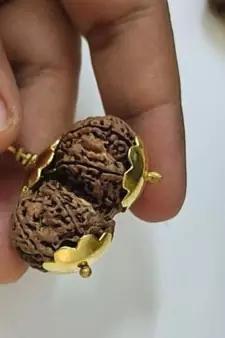 Original Shri Gauri Shankar Nepali Rudraksha Gold Plated Pendant at Wholesale Rate Chakra Healing Beads 1 Pcs