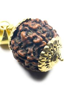 Original 7 Mukhi Indonesia Rudraksha Gold Plated Pendant at Wholesale Rate Chakra Healing Seven Faced Beads 1 Pcs