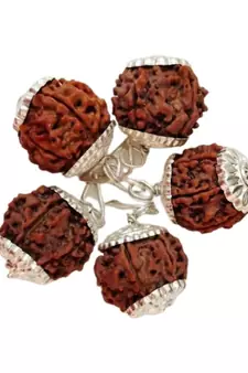 Original 6 Mukhi Nepali Rudraksha Silver Plated Pendant at Wholesale Rate Chakra Healing Six Faced Beads 1 Pcs