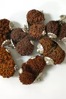 Original Shri Gauri Shankar Nepali Rudraksha Silver Plated Pendant at Wholesale Rate Chakra Healing Beads 1 Pcs