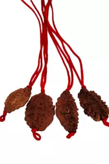 Original 2 Mukhi Nepali Rudraksha Pendant With Red Thread at Wholesale Rate Chakra Healing Two Faced Beads 1 Pcs