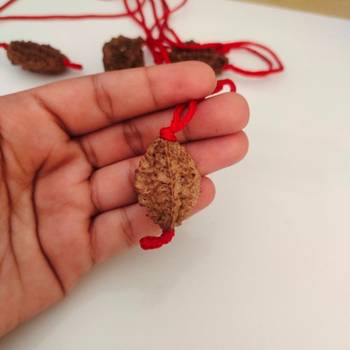 Original 2 Mukhi Nepali Rudraksha Pendant With Red Thread at Wholesale Rate Chakra Healing Two Faced Beads 1 Pcs 4