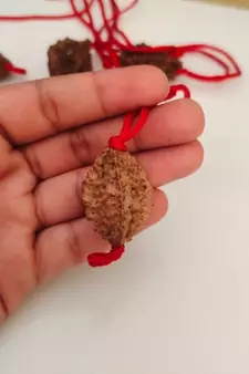 Original 2 Mukhi Nepali Rudraksha Pendant With Red Thread at Wholesale Rate Chakra Healing Two Faced Beads 1 Pcs