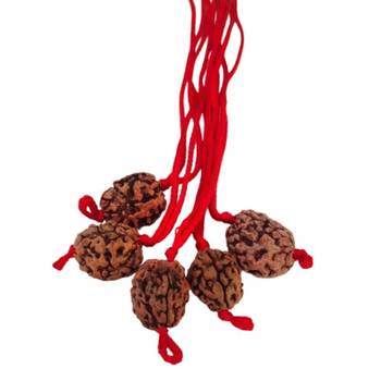Original 3 Mukhi Rishikesh Rudraksha Pendant With Red Thread at Wholesale Rate Chakra Healing Three Faced Beads 1 Pcs 2