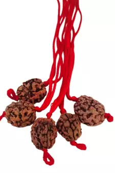 Original 3 Mukhi Rishikesh Rudraksha Pendant With Red Thread at Wholesale Rate Chakra Healing Three Faced Beads 1 Pcs