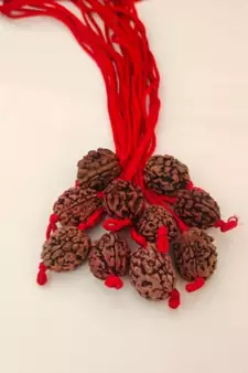 Original 3 Mukhi Rishikesh Rudraksha Pendant With Red Thread at Wholesale Rate Chakra Healing Three Faced Beads 1 Pcs