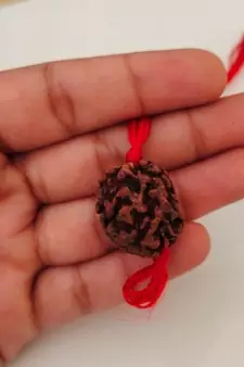 Original 3 Mukhi Rishikesh Rudraksha Pendant With Red Thread at Wholesale Rate Chakra Healing Three Faced Beads 1 Pcs