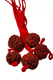 Original 5 Mukhi Nepali Rudraksha Pendant With Red Thread at Wholesale Rate Chakra Healing Five Faced Beads 1 Pcs