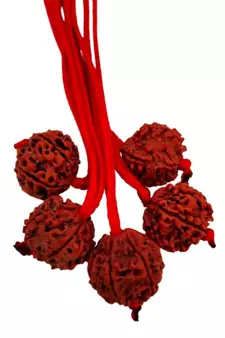 Original 6 Mukhi Nepali Rudraksha Pendant With Red Thread at Wholesale Rate Chakra Healing Six Faced Beads 1 Pcs