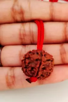 Original 6 Mukhi Nepali Rudraksha Pendant With Red Thread at Wholesale Rate Chakra Healing Six Faced Beads 1 Pcs