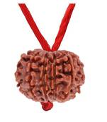 Original 10 Mukhi Nepali Rudraksha Pendant With Red Thread at Wholesale Rate Chakra Healing Ten Faced Beads 1 Pcs