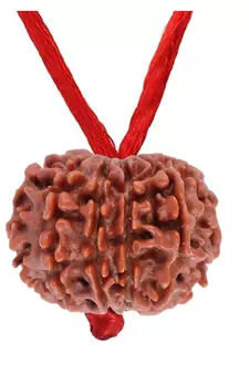Original 11 Mukhi Nepali Rudraksha Pendant With Red Thread at Wholesale Rate Chakra Healing Eleven Faced Beads 1 Pcs