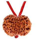 Original 13 Mukhi Nepali Rudraksha Pendant With Red Thread at Wholesale Rate Chakra Healing Thirteen Face Beads 1 Pcs