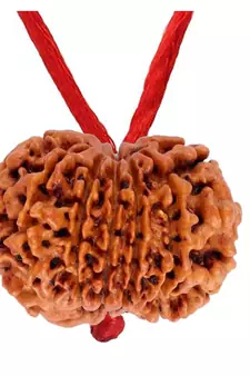 Original 13 Mukhi Nepali Rudraksha Pendant With Red Thread at Wholesale Rate Chakra Healing Thirteen Face Beads 1 Pcs