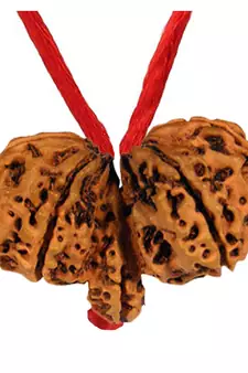 Original Shri Gauri Shankar Nepali Rudraksha Pendant With Red Thread at Wholesale Rate Chakra Healing Beads 1 Pcs