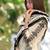 Beautiful White Pakistani Style Straight Suit For Women Ethnic Wear