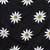 Black & White Pure cotton Sunflower design Handloom Saree with blouse