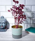 Botanical Bliss Planter