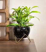 Celestial Bloom Planter