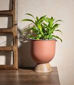 Elevated Elegance Planter