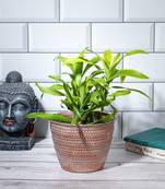 Engraved Harmony Planter