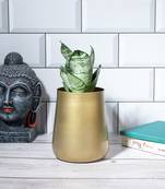 Gold Blossom Planter