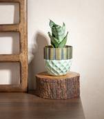 Hexagonal Harmony Planter