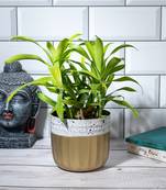 Pearl Galaxy Planter