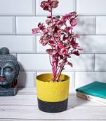 Sunburst Galaxy Planter