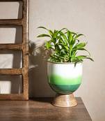 Verdant Oasis Planter