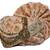 Zaridhar || Premium Collection Velvet  Men Traditional Pagdi/ Turban for Groom with SAFA ( DULHA) II Pack of 1