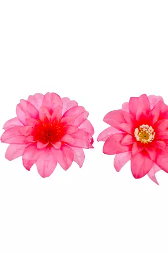 Two pink floral hair accessory