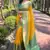 Yellow Soft Silk Contrast Gold Zari Woven Saree