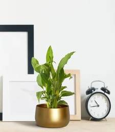 Voidrop Metal Plant Pots with Drainage Hole