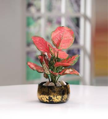 Voidrop Iron Black and Gold Antique Handi Flower Pot with Drainage Hole Planter for Indoor Plants for Home Decor 1