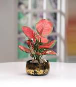 Voidrop Iron Black and Gold Antique Handi Flower Pot with Drainage Hole Planter for Indoor Plants for Home Decor