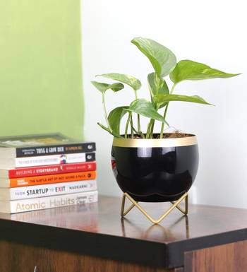 Voidrop Round Shape Small Size Table Planters  1