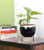Voidrop Round Shape Small Size Table Planters 