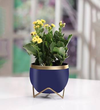 Voidrop Round Shape Small Size Table Planters 1