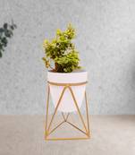 Voidrop Iron Planter Pot Drainage hole with Metal Stand