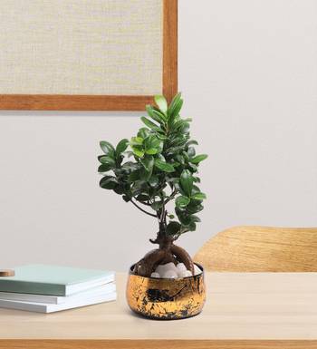 Voidrop Iron Black and Gold Antique Handi Flower Pot with Drainage Hole Planter for Indoor Plants for Home Decor 2