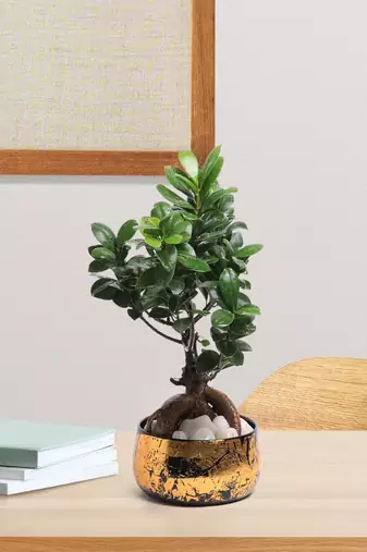 Voidrop Iron Black and Gold Antique Handi Flower Pot with Drainage Hole Planter for Indoor Plants for Home Decor