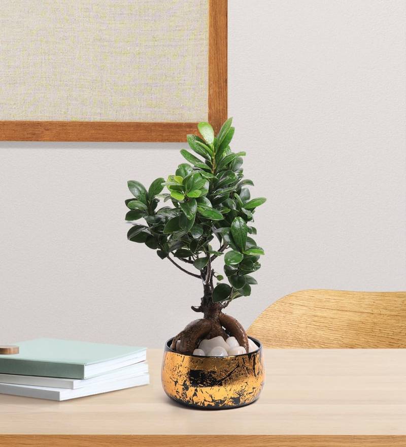 Voidrop Iron Black and Gold Antique Handi Flower Pot with Drainage Hole Planter for Indoor Plants for Home Decor