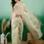 pista zari woven banarasi organza saree with unstitched blouse piece