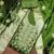 Women's green handwork dress material