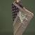 wine wear banarasi satin silk zari weaving saree